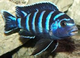 Cichlides Cichlides