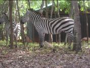 Zebras roaming outside the Bedded Tent The Bedded Tent with zebras